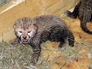 Radost u kočičích sprinterů. V Zoo Olomouc se narodilo šest vzácných gepardů