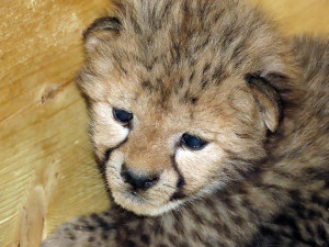 Radost u kočičích sprinterů. V Zoo Olomouc se narodilo šest vzácných gepardů