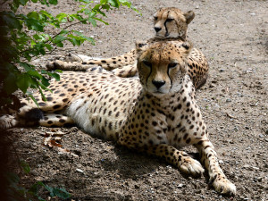 Radost u kočičích sprinterů. V Zoo Olomouc se narodilo šest vzácných gepardů