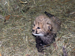 Radost u kočičích sprinterů. V Zoo Olomouc se narodilo šest vzácných gepardů