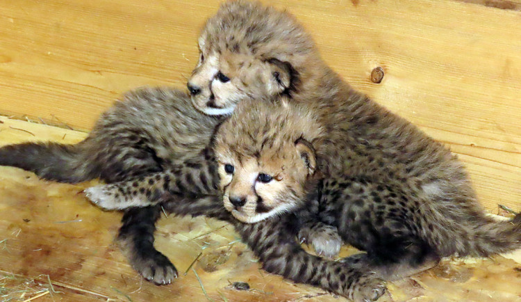 V Zoo Olomouc se narodila mláďata geparda štíhlého