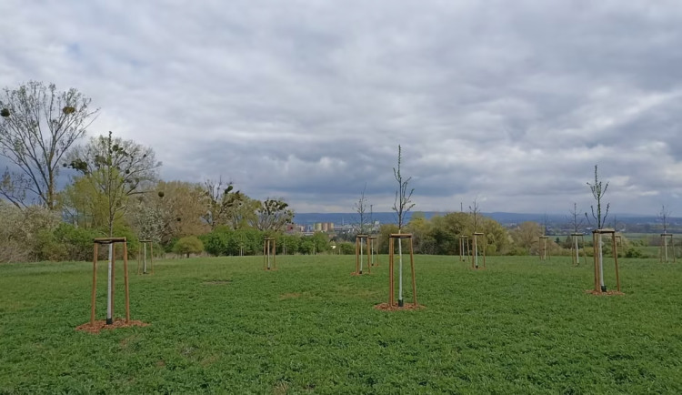 Slavonínské svahy se stávají novým vycházkovým místem na okraji Olomouce