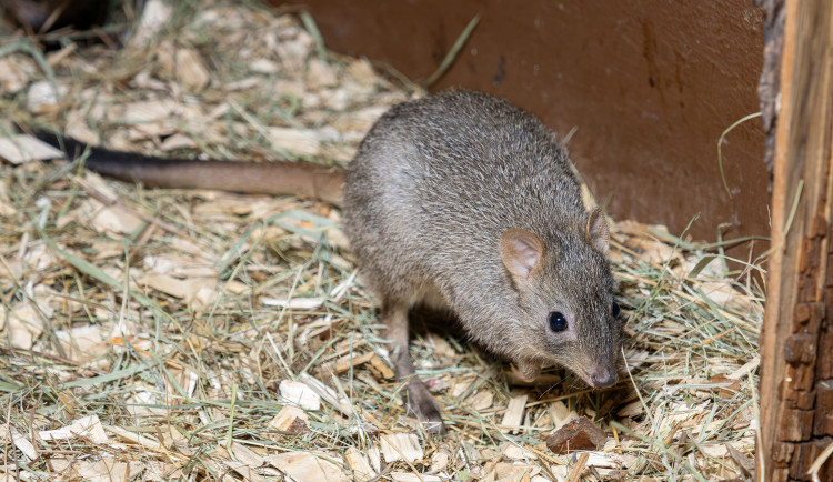Malí houbaři v olomoucké zoo. Na Svatém kopečku mají nová mláďata klokánků