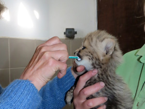 Rozkošné kočičí hvězdy: lidé se rozplývají nad malými levharty a gepardy ze Zoo Olomouc