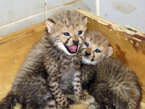Rozkošné kočičí hvězdy: lidé se rozplývají nad malými levharty a gepardy ze Zoo Olomouc
