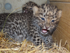 Rozkošné kočičí hvězdy: lidé se rozplývají nad malými levharty a gepardy ze Zoo Olomouc