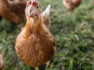Hlídá klima a sám jezdí po pastvině. Slepice v Dolanech chrání inovativní kurník z Kanady