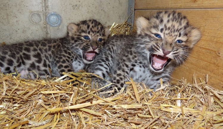 VIDEO: Mláďata levhartů se mají v olomoucké zoo čile k světu. Podívejte se, jak dovádějí