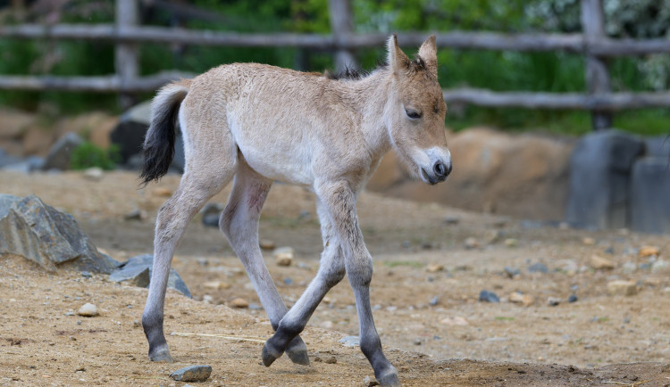 V pražské zoo přibylo hříbě koně Převalského. V expozici Gobi jsou letos dvě mláďata