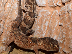 Exotičtí kobříci i gekon. Zoo Olomouc obnovila terária pro vzácné druhy