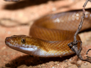 Exotičtí kobříci i gekon. Zoo Olomouc obnovila terária pro vzácné druhy