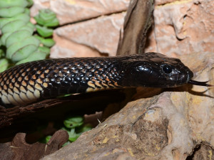 Exotičtí kobříci i gekon. Zoo Olomouc obnovila terária pro vzácné druhy