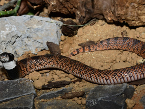 Exotičtí kobříci i gekon. Zoo Olomouc obnovila terária pro vzácné druhy