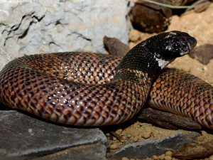 Exotičtí kobříci i gekon. Zoo Olomouc obnovila terária pro vzácné druhy