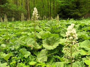 TIP NA VÝLET: Zbytky hradu Hoštejna, malebná krajina a údolí, ale i nezvyklá Cimrmanova otužovna