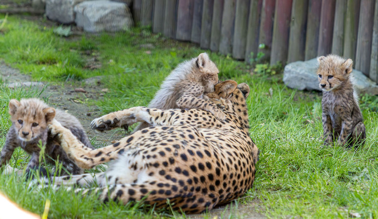 VIDEO: Huňatá geparďata v Zoo Olomouc poprvé dovádí venku. Kdy se ukáží návštěvníkům?