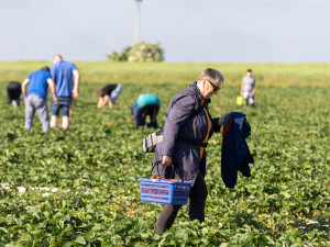 FOTOGALERIE: Dvě stě kilometrů pro jahody. U Olomouce začal populární samosběr