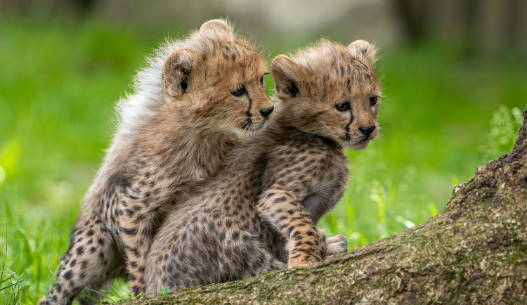 Speciální krmení či roztomilé šelmy. Zoo Olomouc oslaví sedmdesátiny