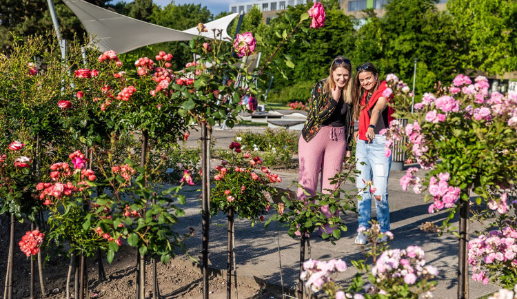 Festival Vyznání růžím v Olomouci