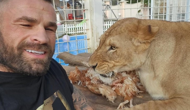 Liberecká zoo se bude dočasně starat o lvici Elsu, odebranou z nelegálního chovu Karlose Vémoly