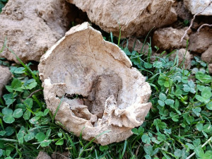 Dělníci při opravách hřbitova na Šumpersku vykopali lidské kosti. Pietu dodržíme, ubezpečuje firma