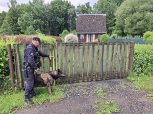 Tříměsíční policejní štěně poprvé v akci. Strážci zákona kontrolovali na Šumpersku chaty a chalupy
