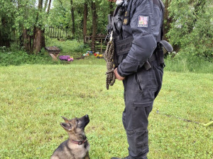 Tříměsíční policejní štěně poprvé v akci. Strážci zákona kontrolovali na Šumpersku chaty a chalupy