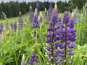 Trhejte vlčí boby, co to jde, vyzývají ochránci přírody návštěvníky Jeseníků. Jde o nepůvodní kytku