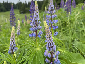 Trhejte vlčí boby, co to jde, vyzývají ochránci přírody návštěvníky Jeseníků. Jde o nepůvodní kytku