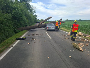Fabii u Olomouce zvrakoval mohutný strom, řidiče odvezla záchranka
