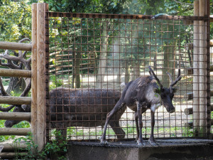 Sprchy, bazény, stín i led. Jak olomoucká zoo pomáhá zvířatům zvládat vedra?