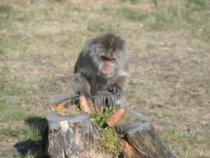 Sprchy, bazény, stín i led. Jak olomoucká zoo pomáhá zvířatům zvládat vedra?