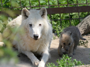 Sprchy, bazény, stín i led. Jak olomoucká zoo pomáhá zvířatům zvládat vedra?