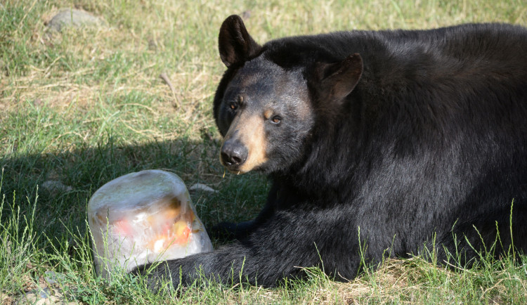 Sprchy, bazény, stín i led. Jak olomoucká zoo pomáhá zvířatům zvládat vedra?