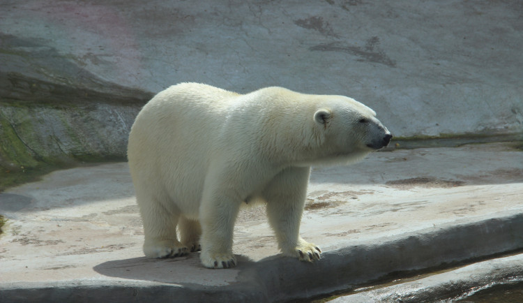 Brněnská zoo chladí zvířatka sprchami i ledovými dorty
