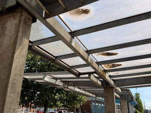 Potkani, odpadky a nepřizpůsobiví. Olomouc trápí neustálé problémy v přednádraží