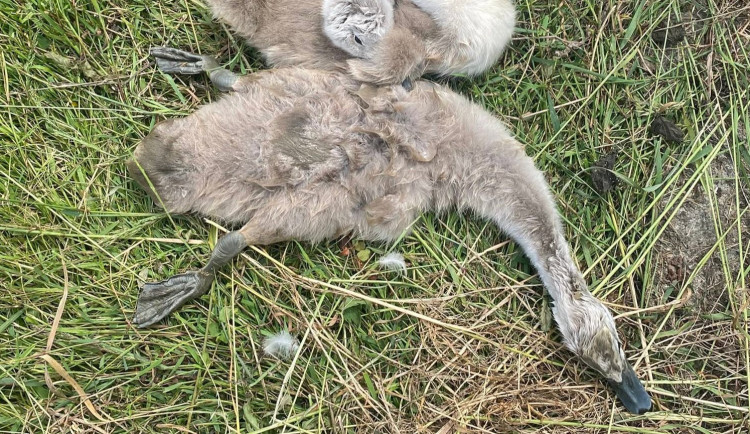 Proč hynou na rybníku v Plumlově mláďata labutí? Situaci už řeší ochrana přírody i Povodí Moravy