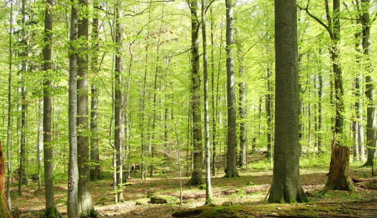 Žofínský prales se rozrostl o desítky hektarů. Přibyly i nové chráněné lokality