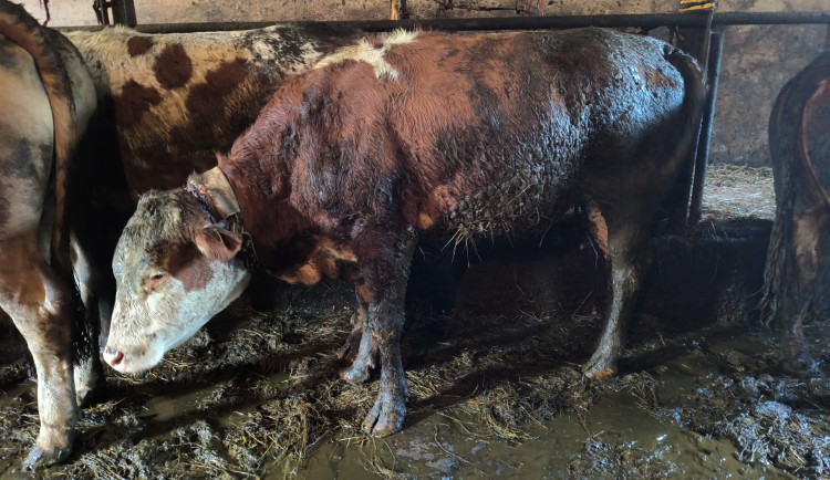 Z chovu na Semilsku odebrala veterinární správa kvůli týrání devět krav