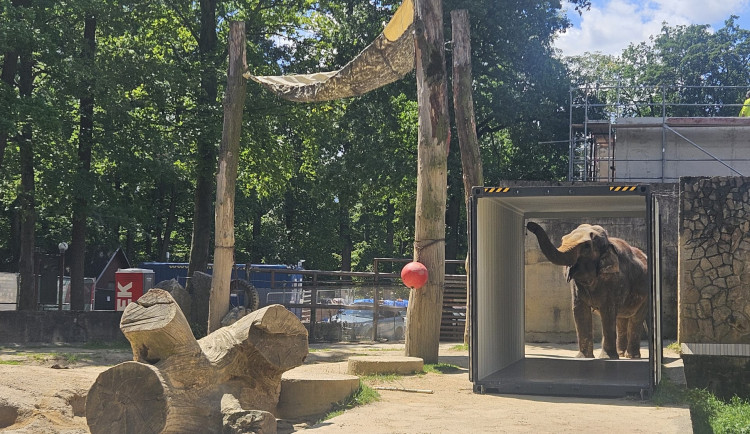 Poslední léto s Balou v Zoo Liberec. Slonice se připravuje na cestu do nového domova