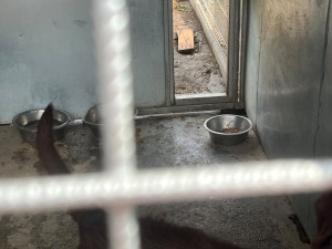 Šokující noční vpád do útulku: psi z Mohelnice skončili se zvracením a průjmy