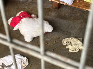 Šokující noční vpád do útulku: psi z Mohelnice skončili se zvracením a průjmy