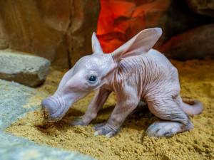 V olomoucké zoo se narodilo mládě vzácně chovaného hrabáče kapského, vyžaduje nepřetržitou péči