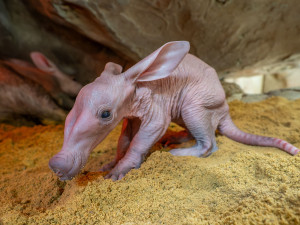 V olomoucké zoo se narodilo mládě vzácně chovaného hrabáče kapského, vyžaduje nepřetržitou péči