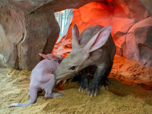 V olomoucké zoo se narodilo mládě vzácně chovaného hrabáče kapského, vyžaduje nepřetržitou péči
