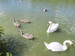 Rybník v Plumlově je mrtvý, labutí mláďata hynou, ptáci odletěli. Může za to rybí osádka?