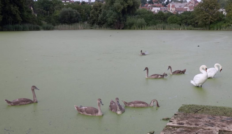 Rybník v Plumlově je mrtvý, labutí mláďata hynou, ptáci odletěli. Může za to rybí osádka?