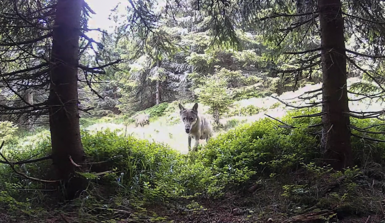 VIDEO: Vlčí návrat do Jeseníků pokračuje. V širší oblasti jich může být až 40
