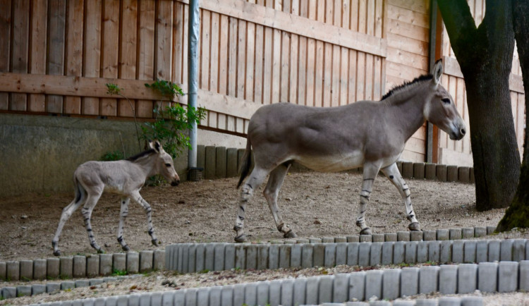 Radost v liberecké zoo: Po pěti letech se narodilo mládě kriticky ohroženého osla somálského