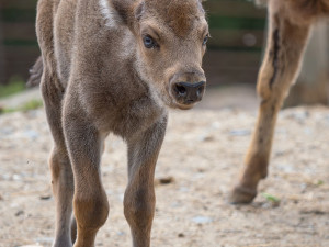 Zubří stádo na Svatém Kopečku vítá nová mláďata. Dorazit má i chovný samec z Itálie